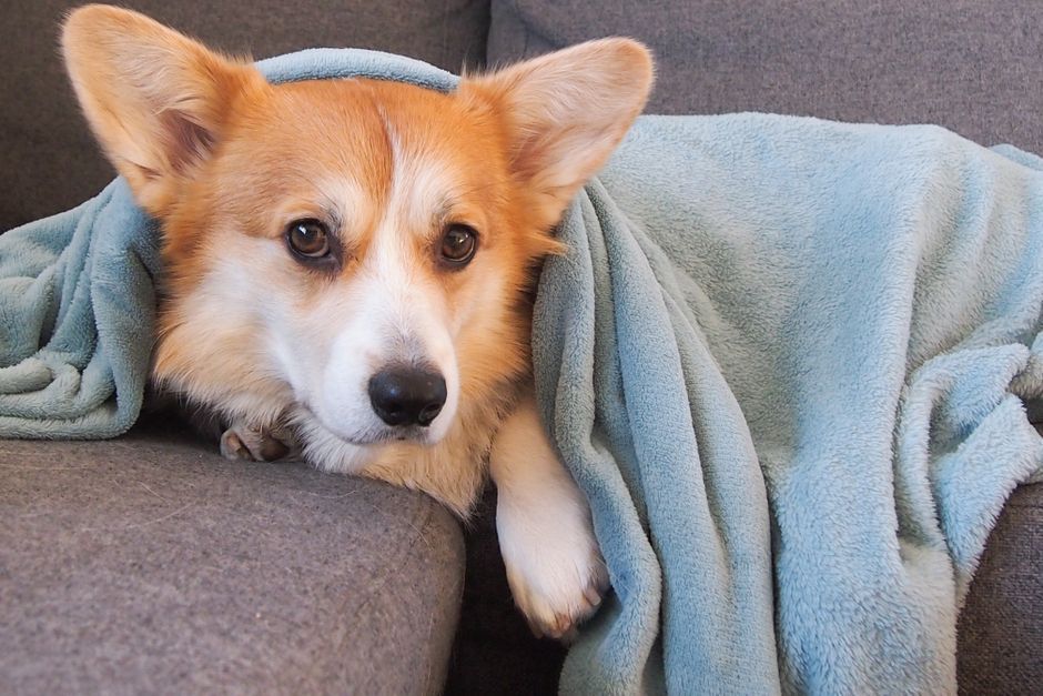 Un perro descansando bajo una manta sobre el sillón