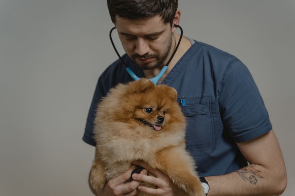 Una veterinaria revisa a un perro con el estetoscopio