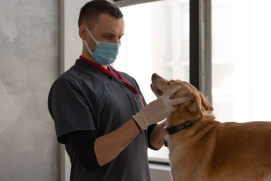 Un veterinario examina a un perro sobre la camilla